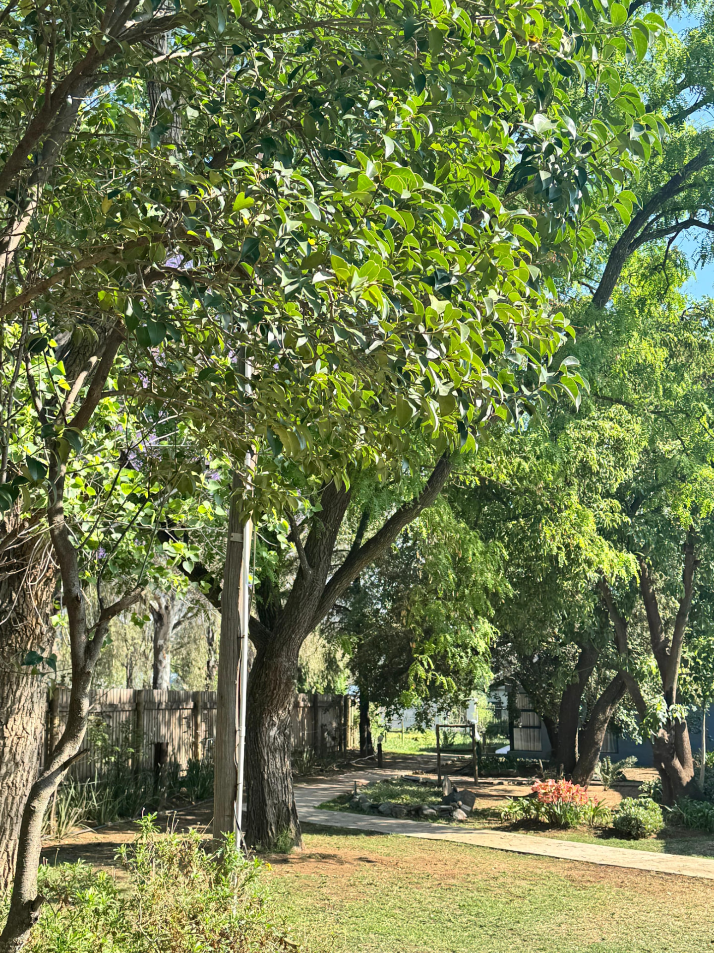 Old shade trees over the estate lawn